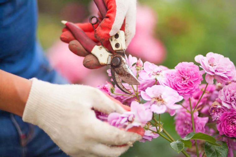 Quand Et Comment Faire Ses Boutures De Rosiers Petit Guide Pour