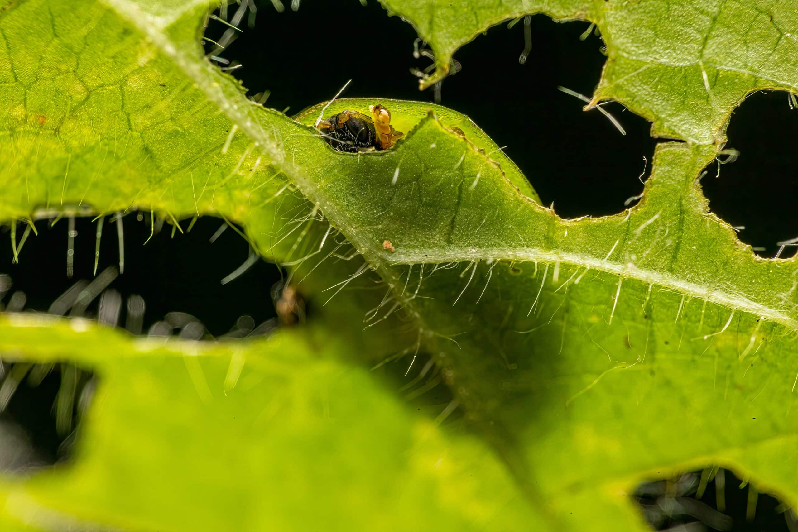 Les Signes Que Votre Jardin Est Infest De Parasites Cet Automne