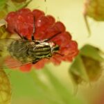 Astuces naturelles pour éliminer les moucherons et mouches à fruits de votre maison