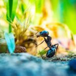 Comment protéger naturellement votre maison des insectes