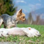 Les 10 races de petits chiens les plus populaires